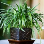 Photo of chlorophytum in a pot