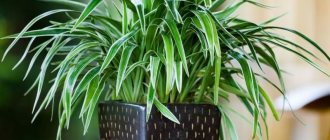 Photo of chlorophytum in a pot