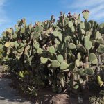 Photo of Opuntia cactus in nature