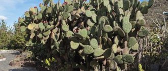 Photo of Opuntia cactus in nature