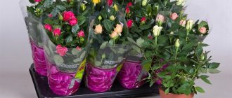 Photo of indoor roses in store pots