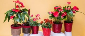 Photo of red flowers in pots