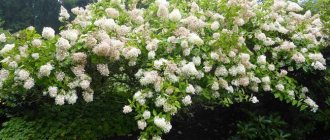 Photo of Hydrangea paniculata shrub