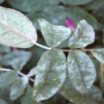 Photo of powdery mildew