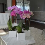 Photo of an orchid in the house