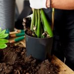 Photo of Zamioculcas transplant