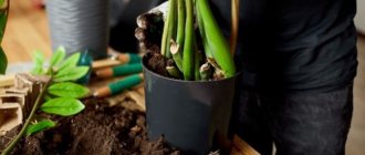 Photo of Zamioculcas transplant