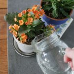 Photo of watering Kalanchoe from a mug