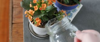 Photo of watering Kalanchoe from a mug