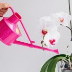 Photo of watering an orchid