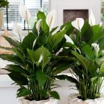 Photo of spathiphyllum in the interior