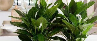 Photo of spathiphyllum in the interior