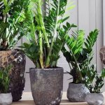 Photo of Zamioculcas