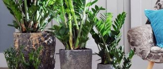 Photo of Zamioculcas