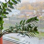 Photo of Zamioculcas on the window