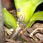 Fusarium on orchids