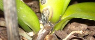 Fusarium on orchids