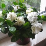 gardenia