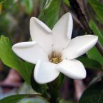 Brigham&#39;s Gardenia / Gardenia brighamii