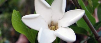 Гардения Бригама / Gardenia brighamii