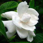 gardenia