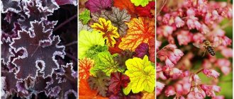 growing heuchera from seeds