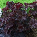 Гейхера палас Пурпурный замок Heuchera micrantha Palace Purple посадка и уход фото