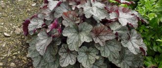 Heuchera hairy