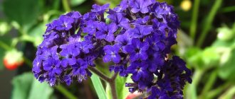 Heliotrope does not require special care