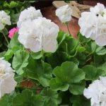 Geranium Deacon