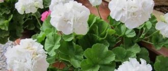 Geranium Deacon