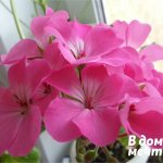 Geranium: planting, care and wintering