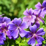 perennial garden geranium