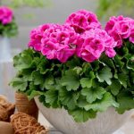 Geranium: home care, propagation and transplantation