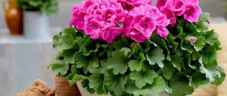 Geranium: home care, propagation and transplantation