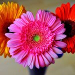 Gerbera - home care