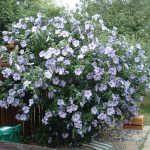 Garden hibiscus - nuances of planting and caring for shrubs in the country