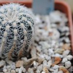 Gymnocalycium cactus