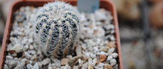 Gymnocalycium cactus