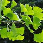 Ginkgo at home