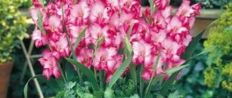 Gladioli in pots