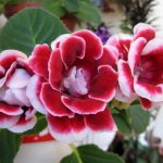 gloxinia tuber planting