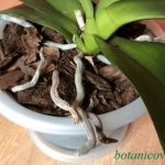 Pot for replanting phalaenopsis orchid