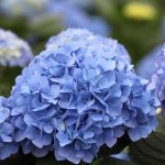 Hydrangea-5.jpg