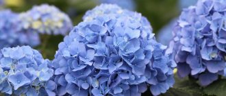 Hydrangea-5.jpg