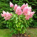 Hydrangea Angels Blush (Angel Blanche, Ruby): description and photos, reviews