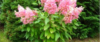 Hydrangea Angels Blush (Angel Blanche, Ruby): description and photos, reviews