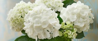 Hydrangea white