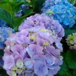 hydrangea Endless summer