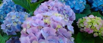 hydrangea Endless summer